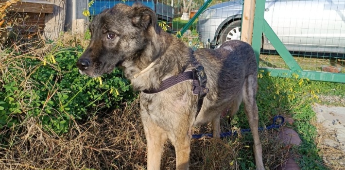 Sos a Radio Zampetta Sarda: adozione del cuore per Ruh, abbandonato dopo la morte del padrone