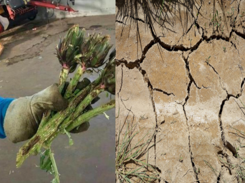 Caldo e siccità in Sardegna, produttori di carciofi allo stremo: “Dovremo distruggere le coltivazioni”