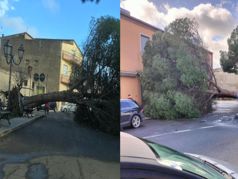 Paura a Decimoputzu, un grosso albero si schianta contro le serrande dei negozi