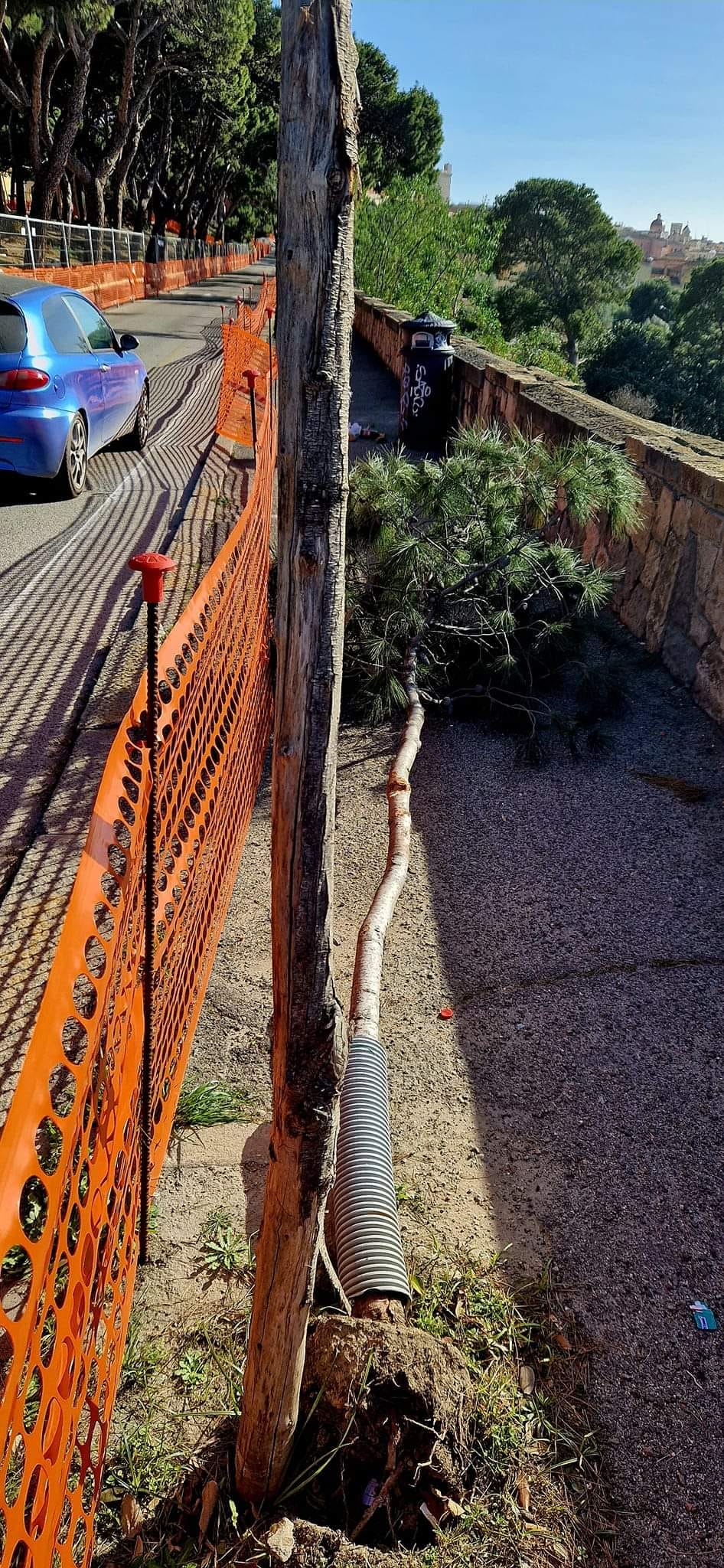“Crollati gli alberi piantati da Truzzu in via Giussani dopo aver tagliato i vecchi pini”