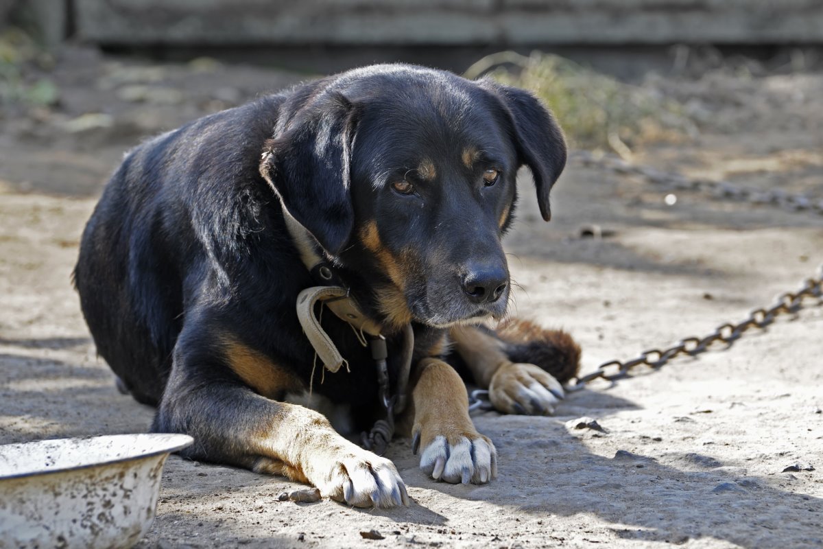 Lotta al randagismo a Serramanna: incentivazione all’affido degli animali randagi e contributi per aree cani