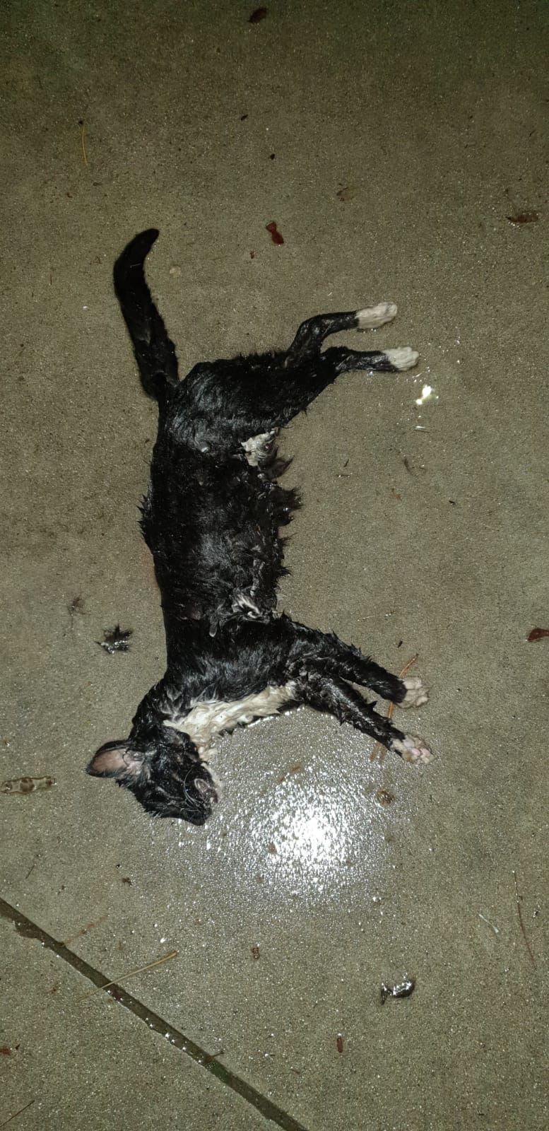 Cagliari, cani feroci e stragi di gattini indifesi nei parchi: allarme nei parchi di Terramaini e Sant’Elia