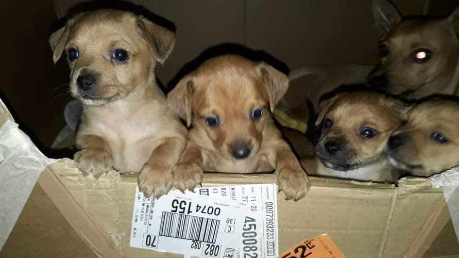 Sinnai, cinque cuccioli di taglia piccola in cerca della loro adozione del cuore