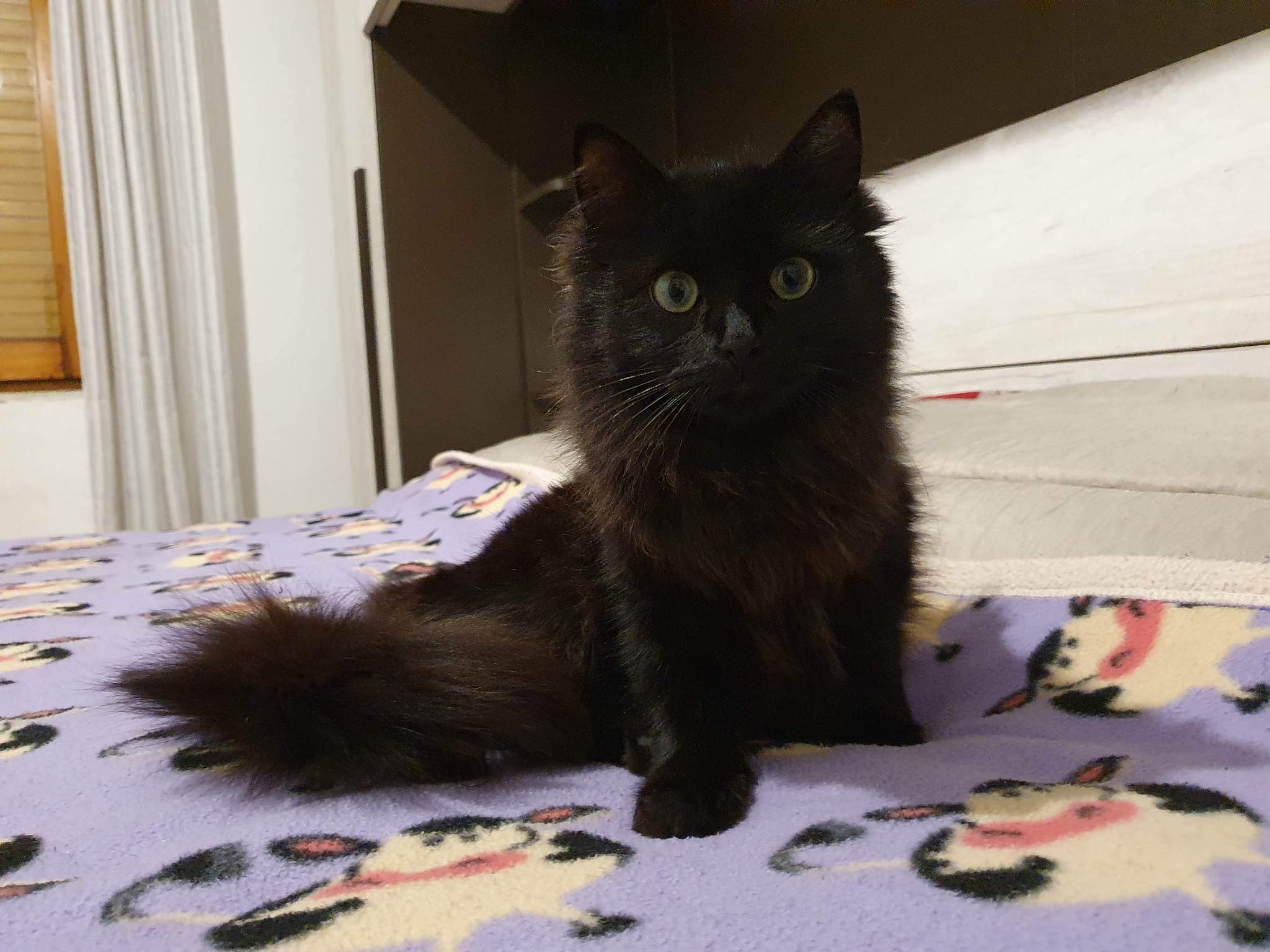 Sos da Sennori a Radio Zampetta Sarda: “Smarrita una gatta, si offre ricompensa”