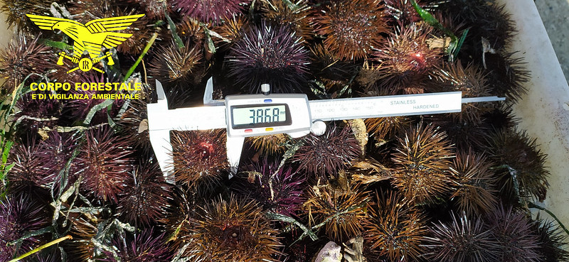 Cagliari, vendita illegale di ricci al Poetto: maxi sequestro e 3 mila euro di multa a un ambulante