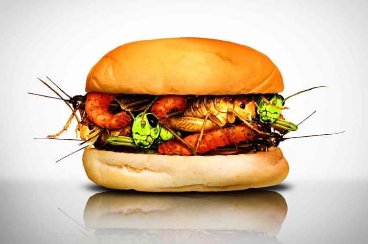 Abbiamo bisogno di mangiare insetti? “No, sono pericolosi dal punto di vista allergenico e tossicologico”