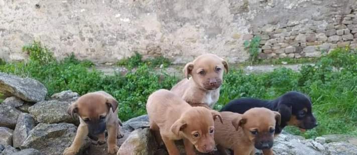 Cucciolata abbandonata a Mandas: intervento urgentissimo, si cercano volontari