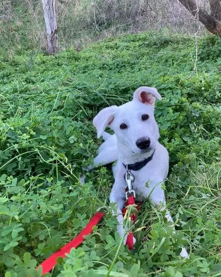 Adozione del cuore a Radio Zampetta Sarda: chi vuole il dolcissimo Pan?