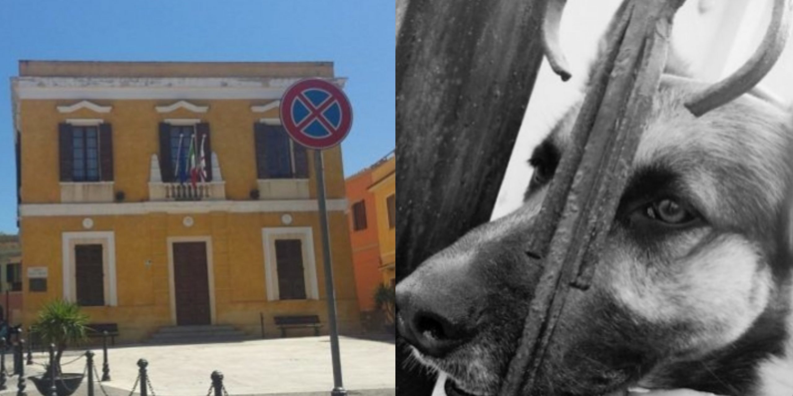 Monserrato, svolta per le adozioni di cani e gatti: al Comune nasce la commissione “Benessere animale”