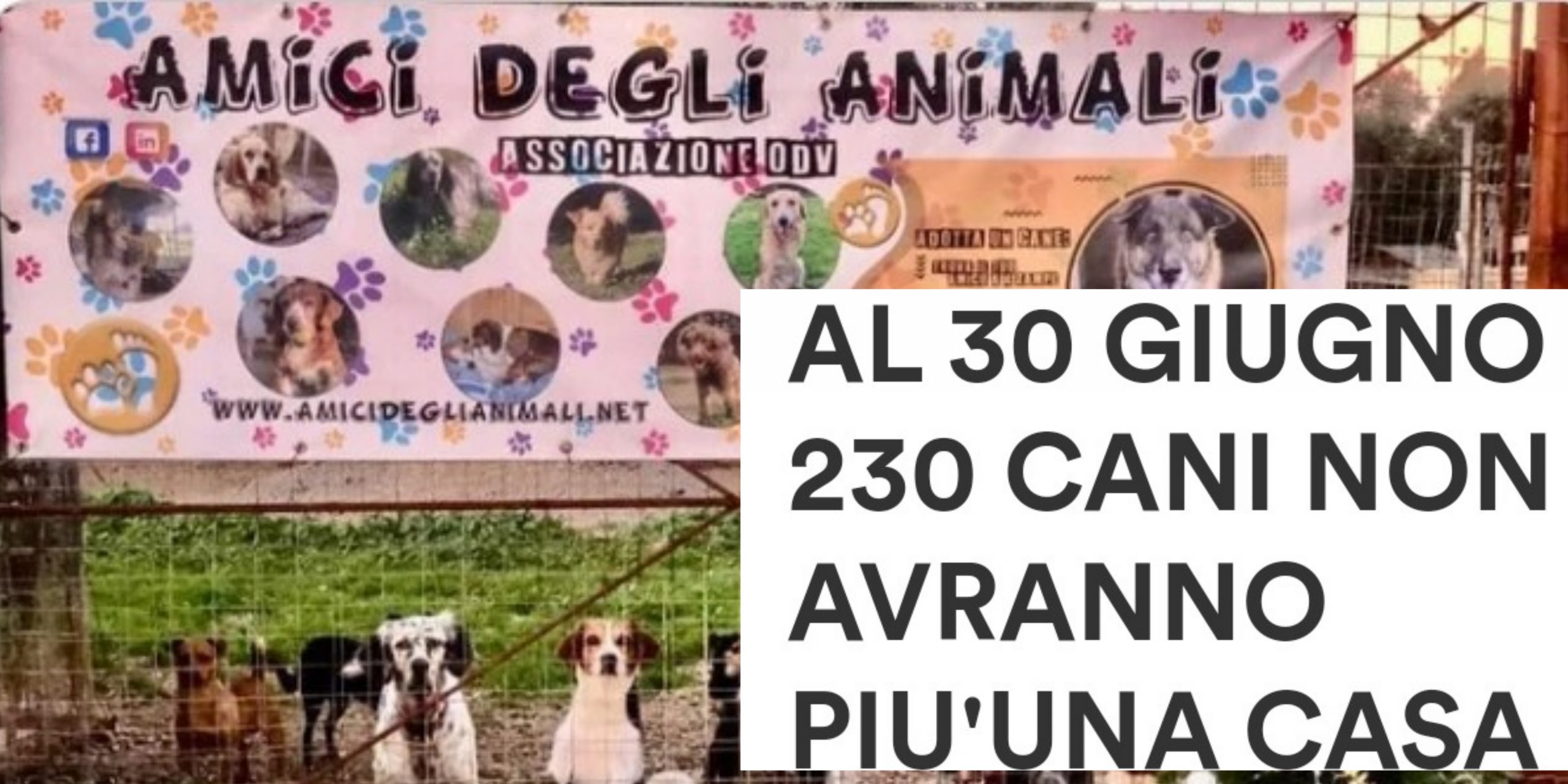 Gonnosfanadiga, il Comune sfratta i cani dal “Rifugio degli animali”: fuori 230 randagi
