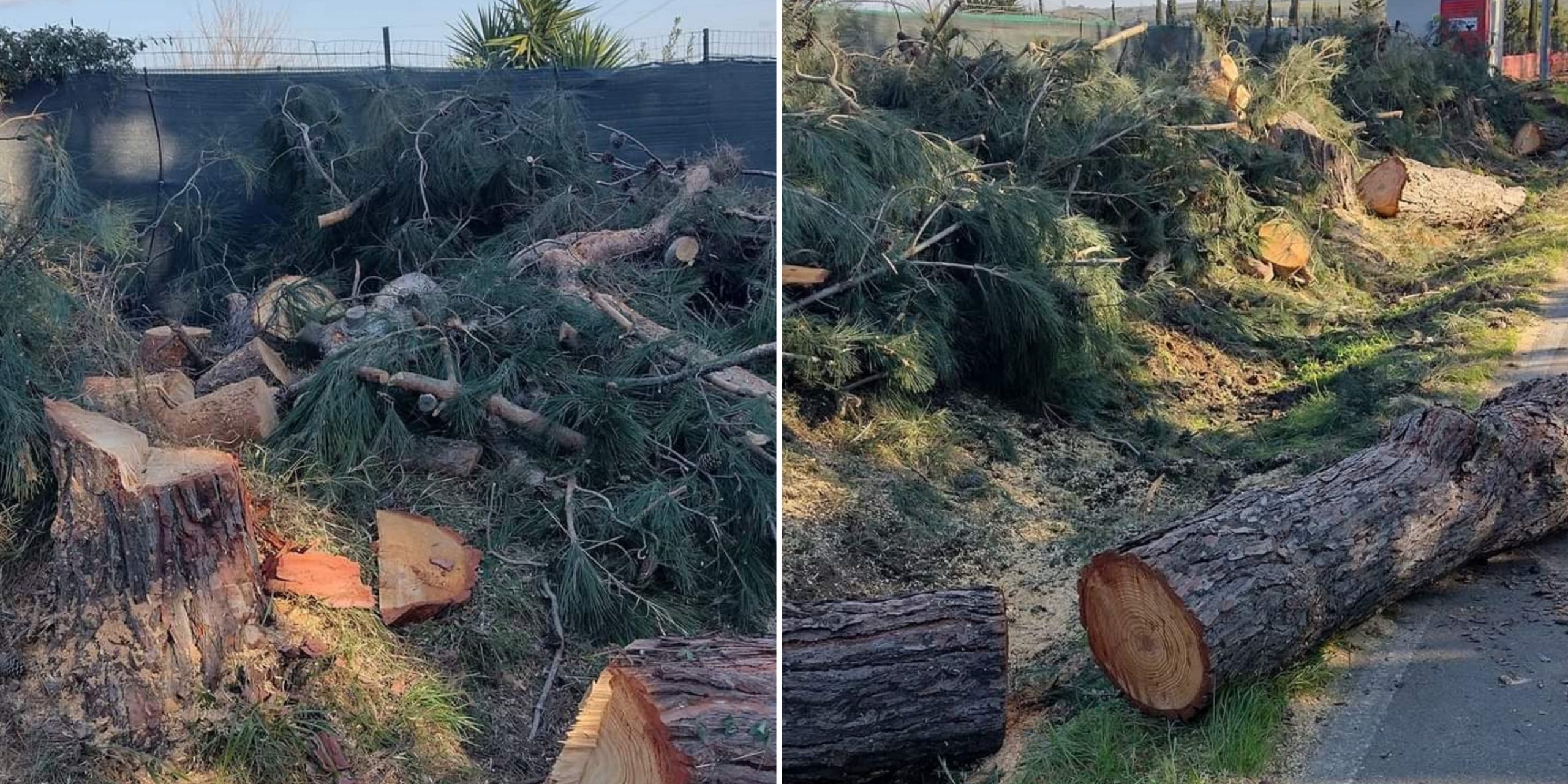 Sestu, giù i pini per far spazio alla pista ciclabile: non si arrestano le polemiche
