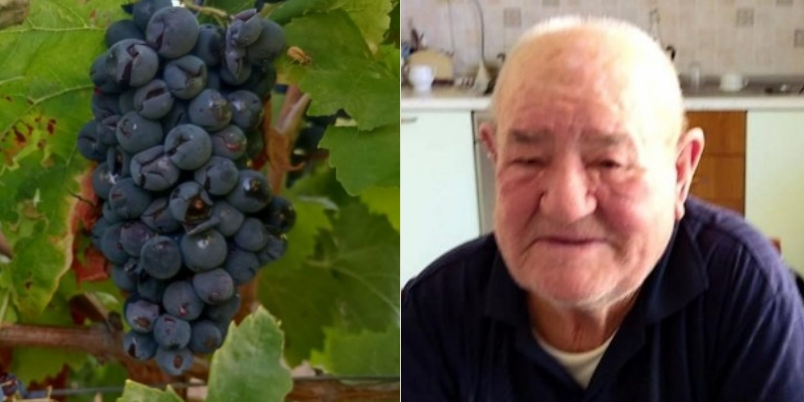 Monserrato saluta Cesare Pibiri, uno degli ultimi innestatori e potatori di viti tradizionali