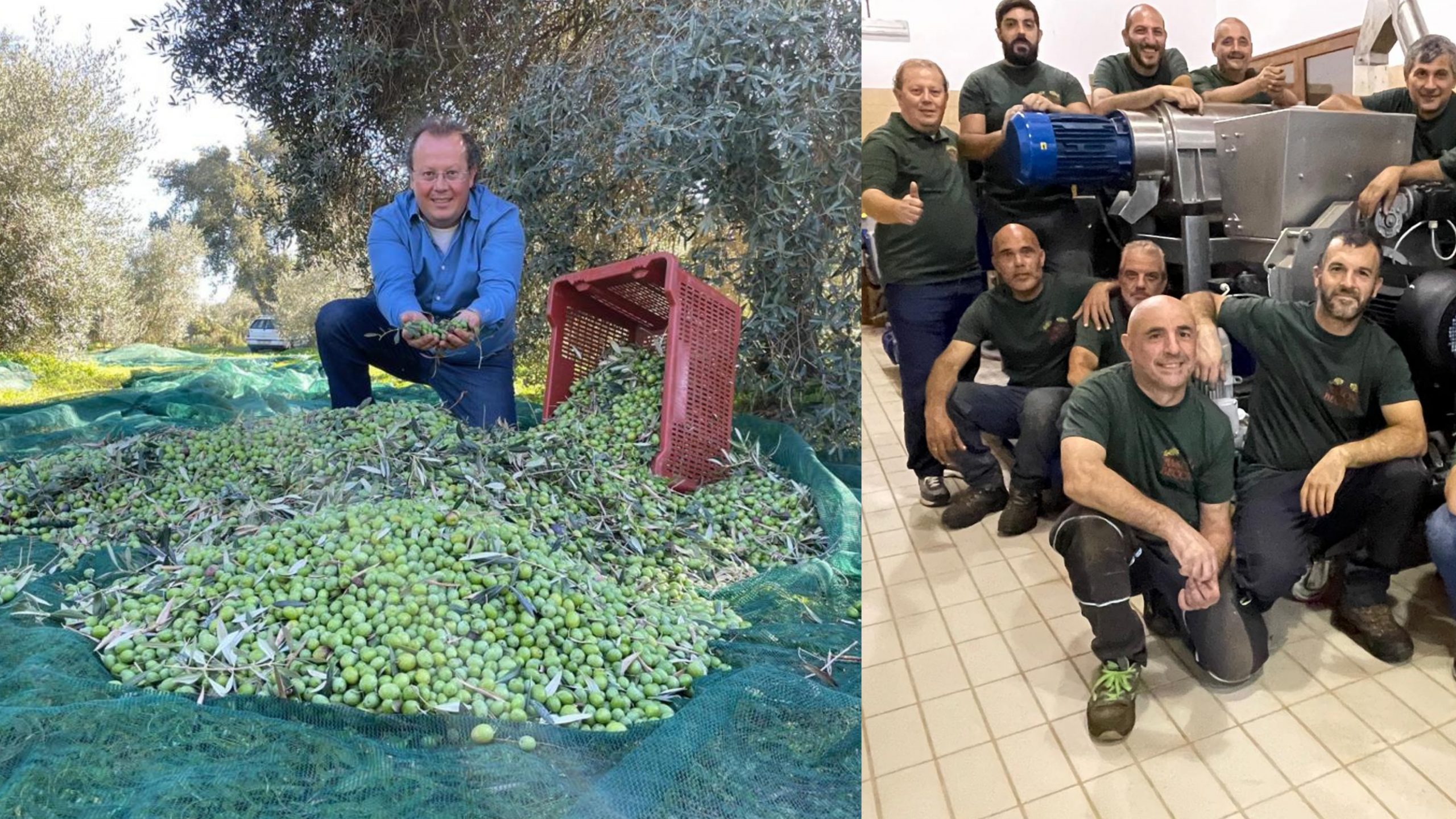 Il miglior olio biologico al mondo? Viene prodotto nel Medio Campidano