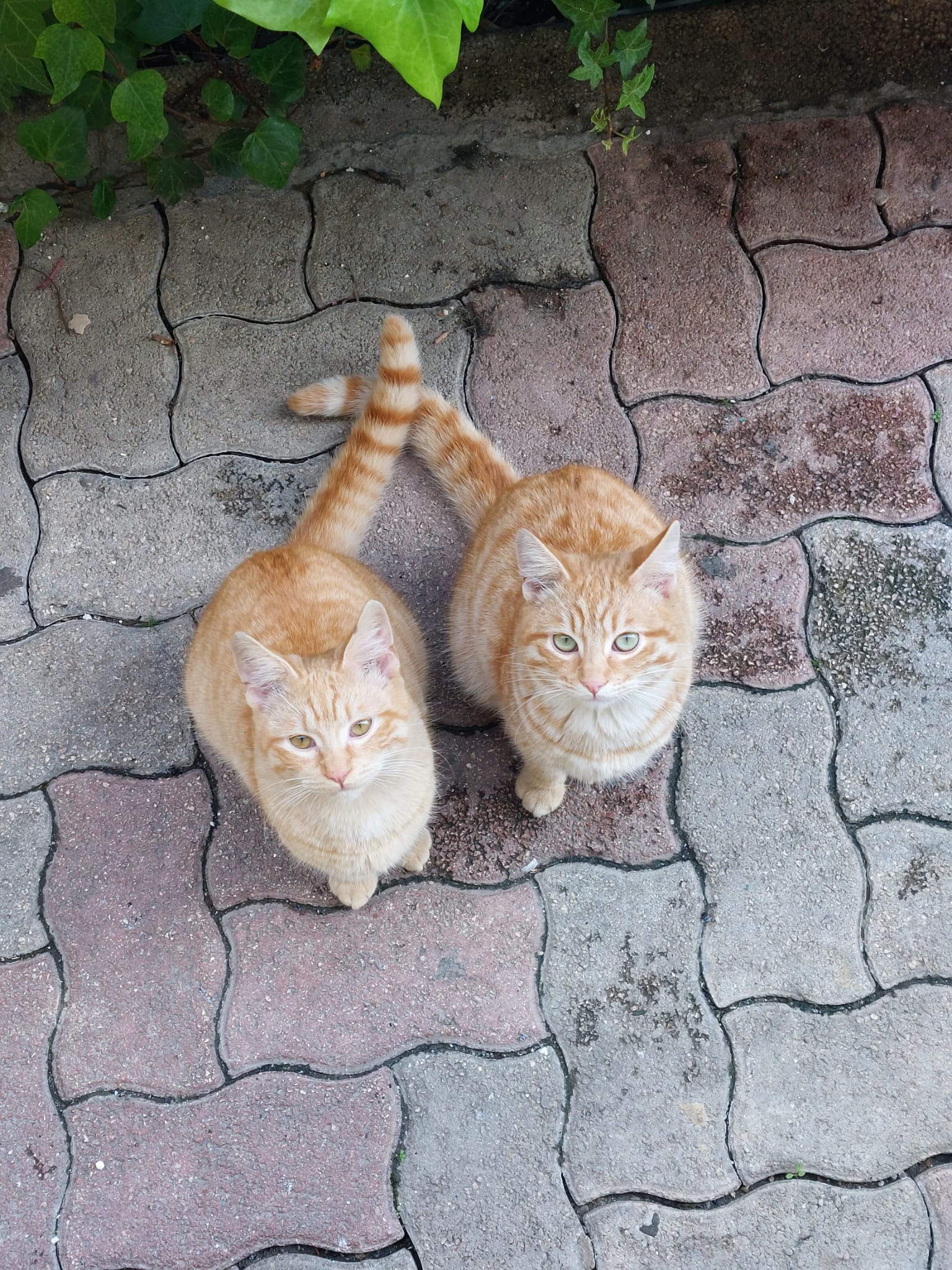 Cagliari, Lillo è sparito: appello per ritrovarlo a Radio Zampetta Sarda