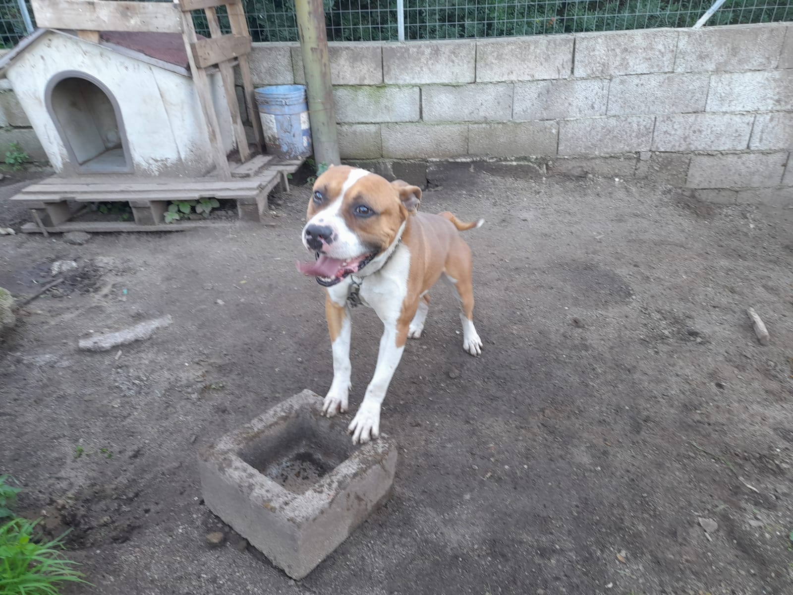 Cagliari, l’appello di Paola: “Aiutateci a pagare lo stallo di Tayson”