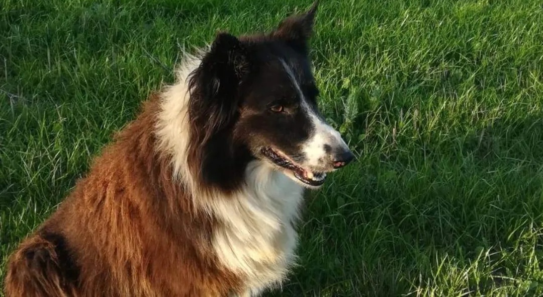 Radio Zampetta Sarda: “Sos da Monserrato, serve sangue dea 1 negativo per Rosy”