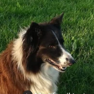 Monserrato, cercasi donatore di sangue per Rosy