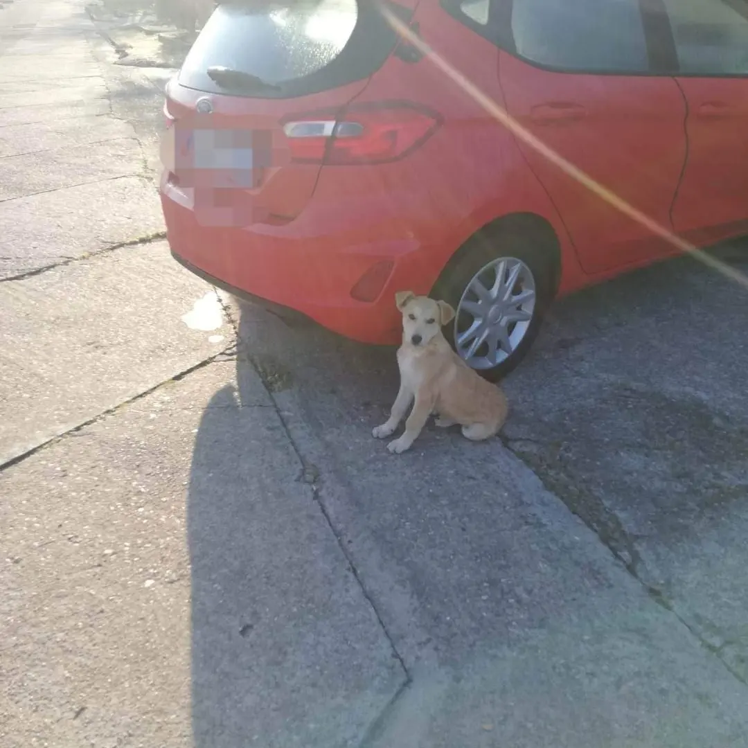 Cagnolino abbandonato in Ogliastra, sos adozione a Radio Zampetta Sarda