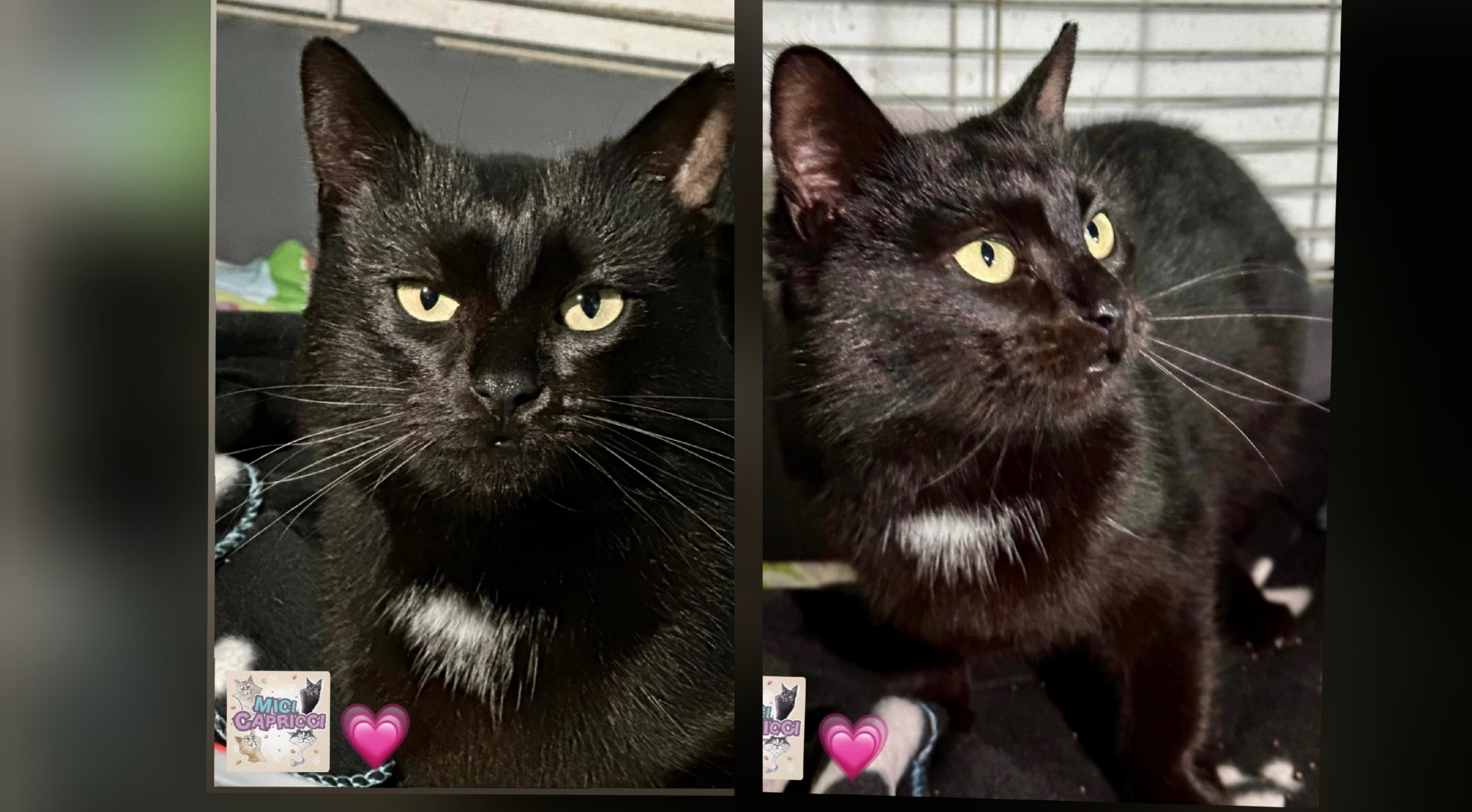 Radio Zampetta Sarda, adozione del cuore per la dolcissima Nerina