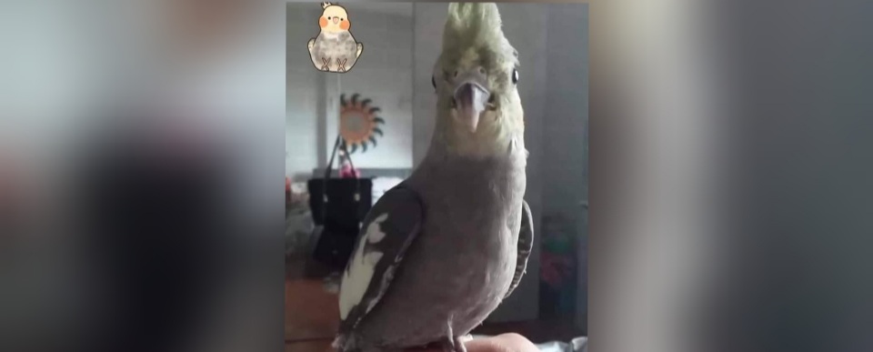 Sos in piazza Silesu a Cagliari, pappagallino scappa su un albero: ricompensa a chi la recupera