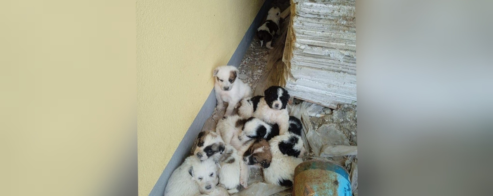 Guspini, ennesima cucciolata allo sbando: si cerca adozione del cuore per 8 cagnolini