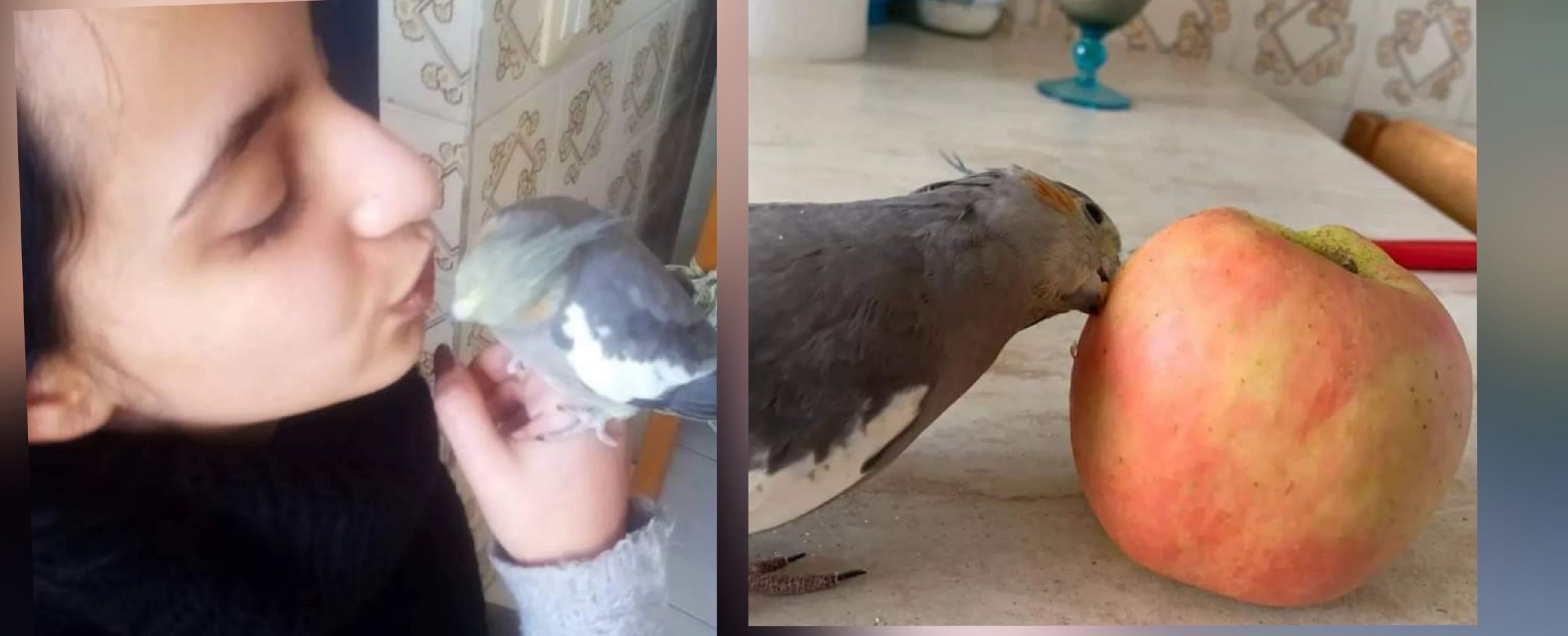 Cagliari, storia d’Amore a lieto fine: ritrovata la pappagallina fuggita a Sant’Elia