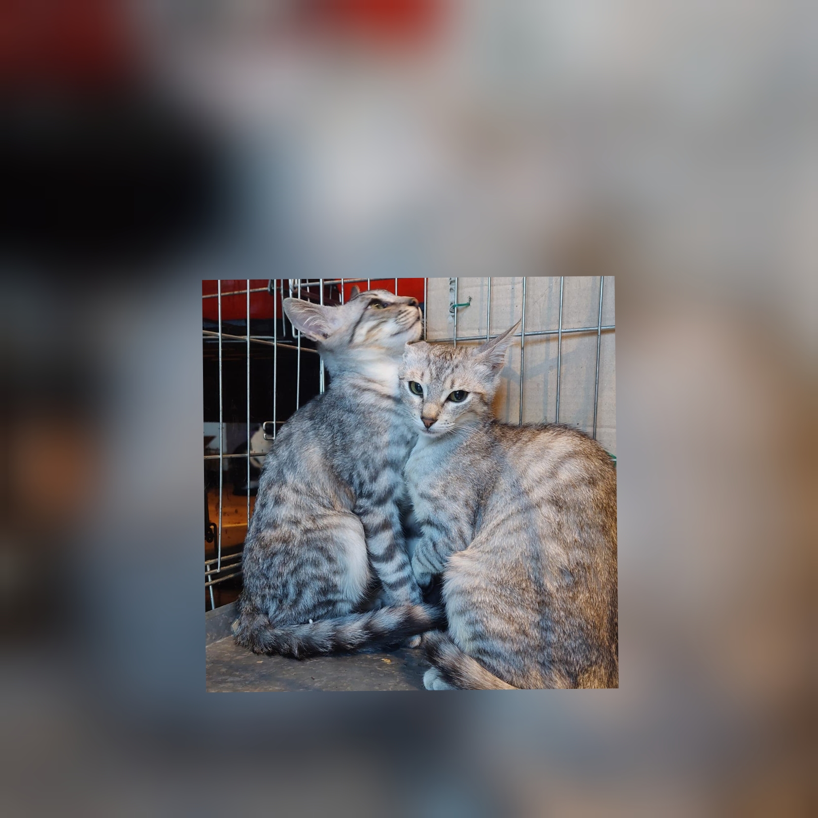 Chiara e Bamby, appello per adozione di coppia a Radio Zampetta Sarda