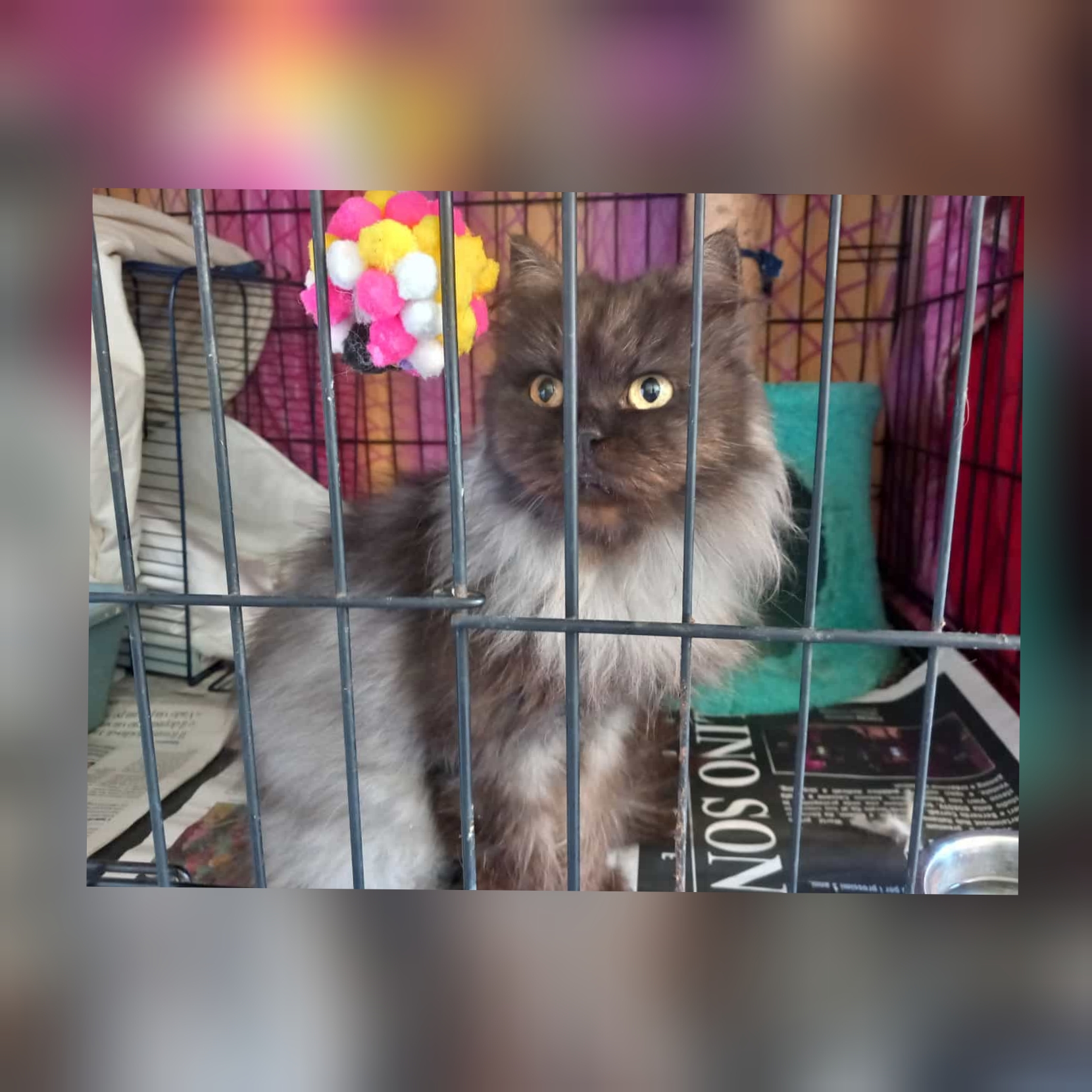 Radio Zampetta Sarda, cercasi casa per Bella