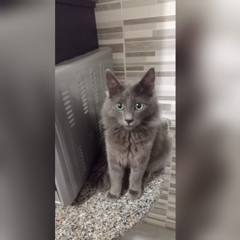 Radio Zampetta Sarda, adozione del cuore per il coccolone Puma