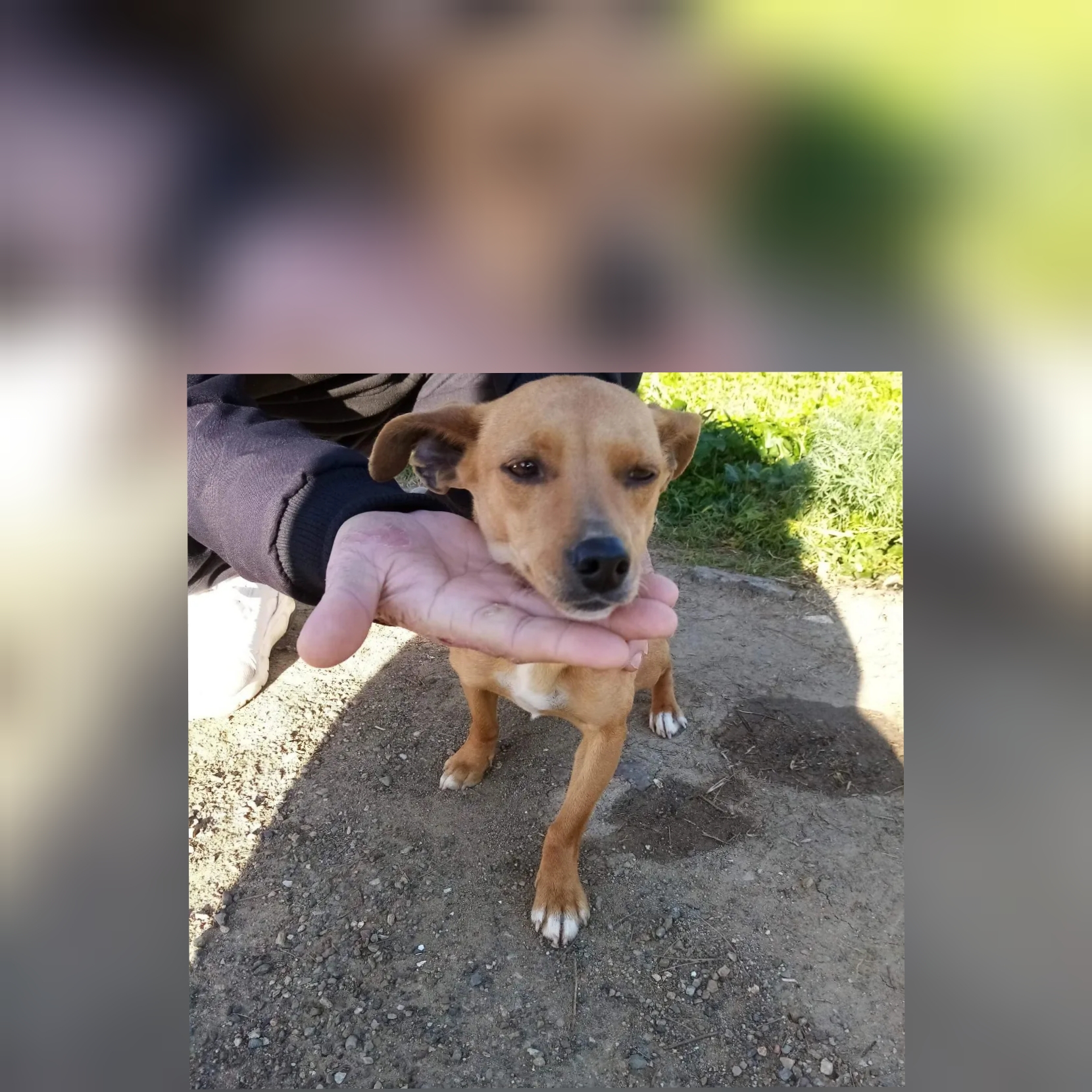 Radio Zampetta Sarda, trovata una cagnolina sulla Ss 387: la riconoscete?