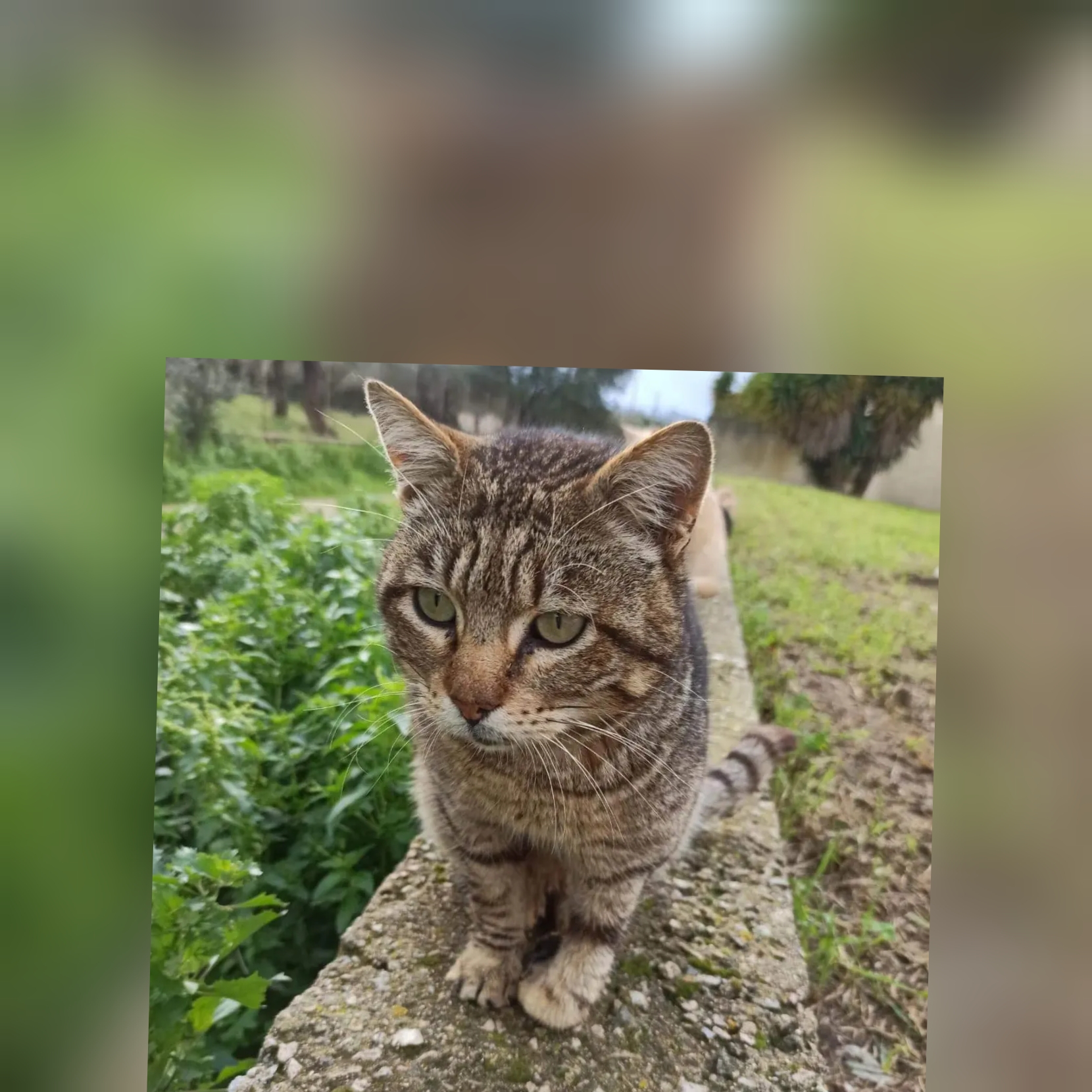 Una casa per il dolce Angelo, che vive per strada con una zampetta lesionata