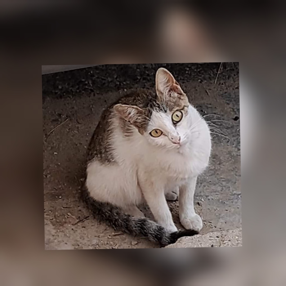 Radio Zampetta Sarda lancia l’sos: smarrita una bellissima gattina a Selargius