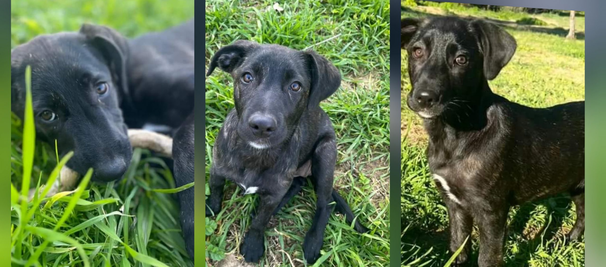 Eva, Giuggiola, Casper e Ghost aspettano una famiglia per la vita: appello a Radio Zampetta Sarda