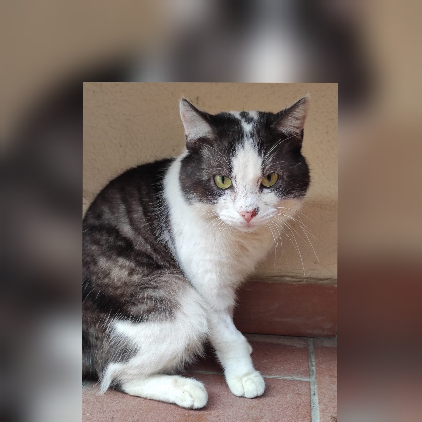 Radio Zampetta Sarda, cercasi casa per Bomber