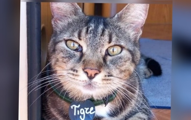 Radio Zampetta Sarda, Tigre è scomparsa da sei mesi: ricompensa di mille euro per chi la ritrova