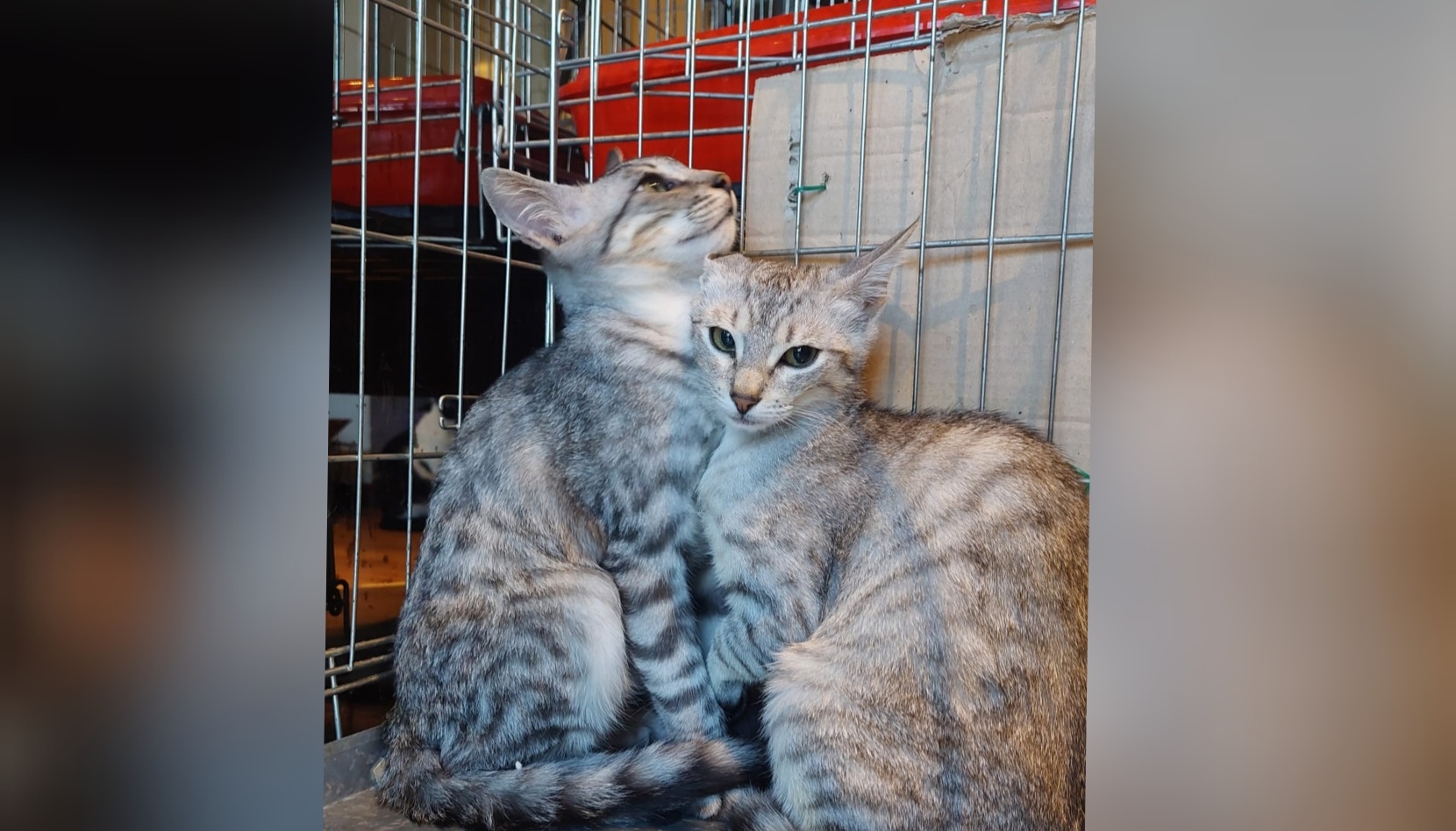 Adozione del cuore a Radio Zampetta Sarda, nessuna richiesta per i dolcissimi Chiara e Bamby