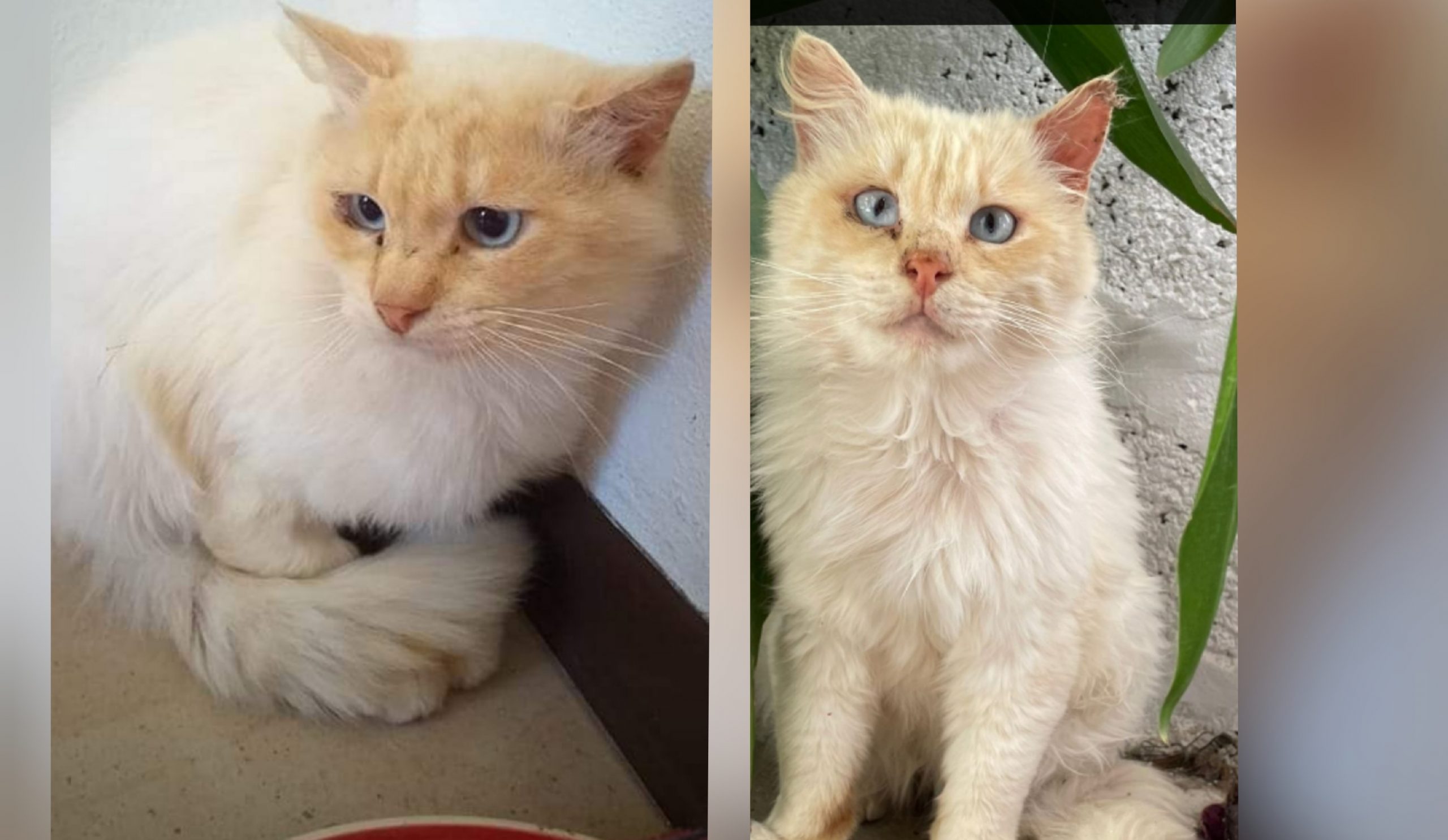 Sos a Radio Zampetta Sarda per Romeo: “Scappato da 8 mesi, non perdiamo la speranza”