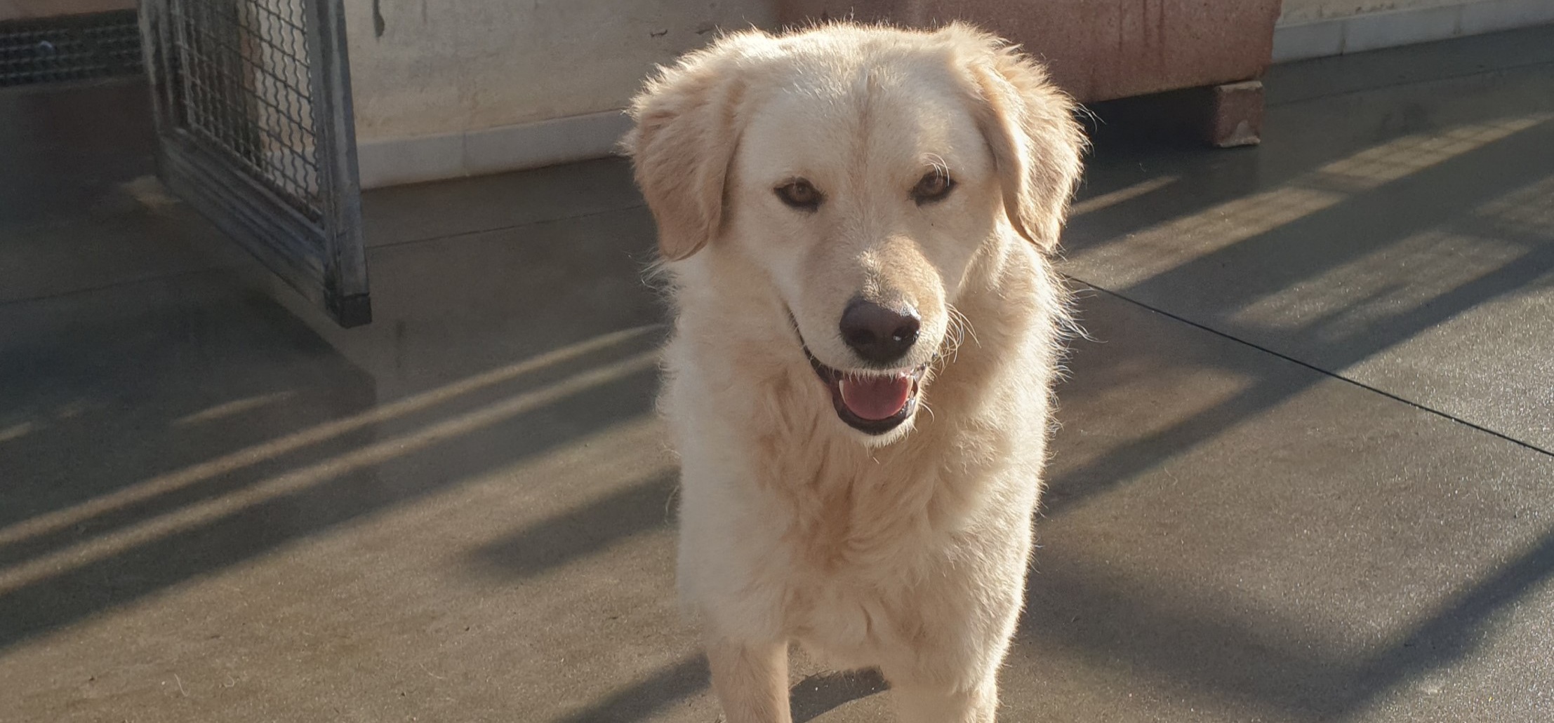 Adotta un cane dal canile di Cagliari: ecco Mandrillo, aspetta una nuova vita