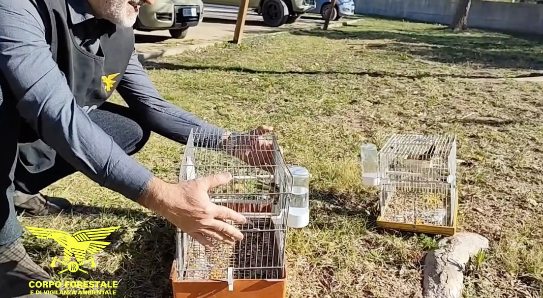 Cardellini e fanelli catturati e tenuti in gabbia, una persona denunciata a Mulinu Becciu