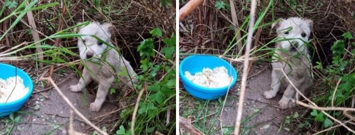 Quartu, una cucciolata abbandonata al parco di Molentargius: cuccioli al freddo e sotto la pioggia