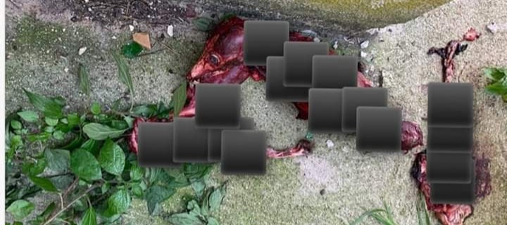 Orrore a Sassari, scuoiato un cane: il racconto di Fabio Fish a Radio Zampetta Sarda