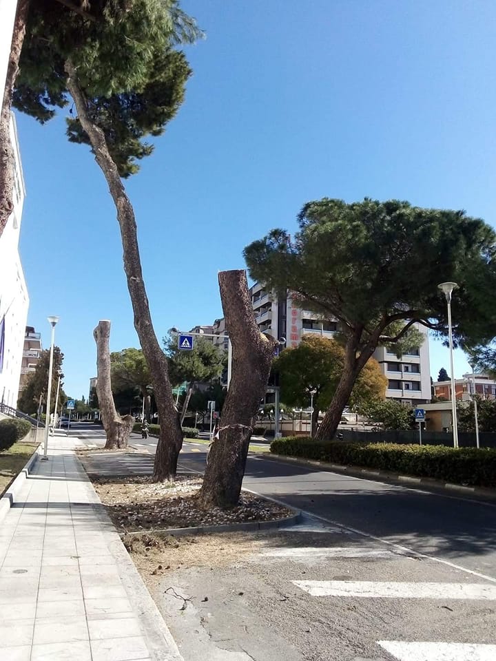 “Motoseghe anche sui pini secolari di viale Diaz: Truzzu, la tua amministrazione devasta il verde pubblico”