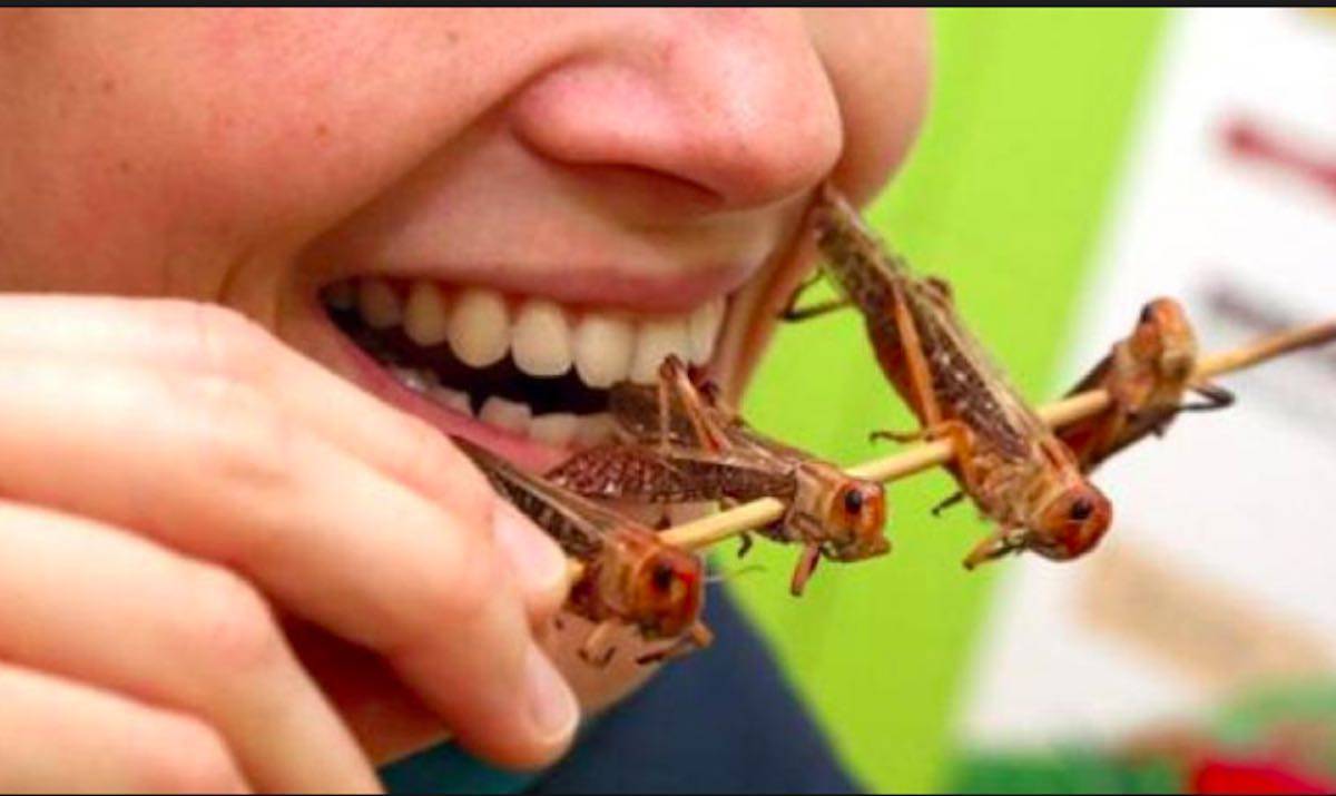 “Locuste e larve al posto di prosciutto e pecorino: l’Europa mette all’angolo i prodotti sardi”