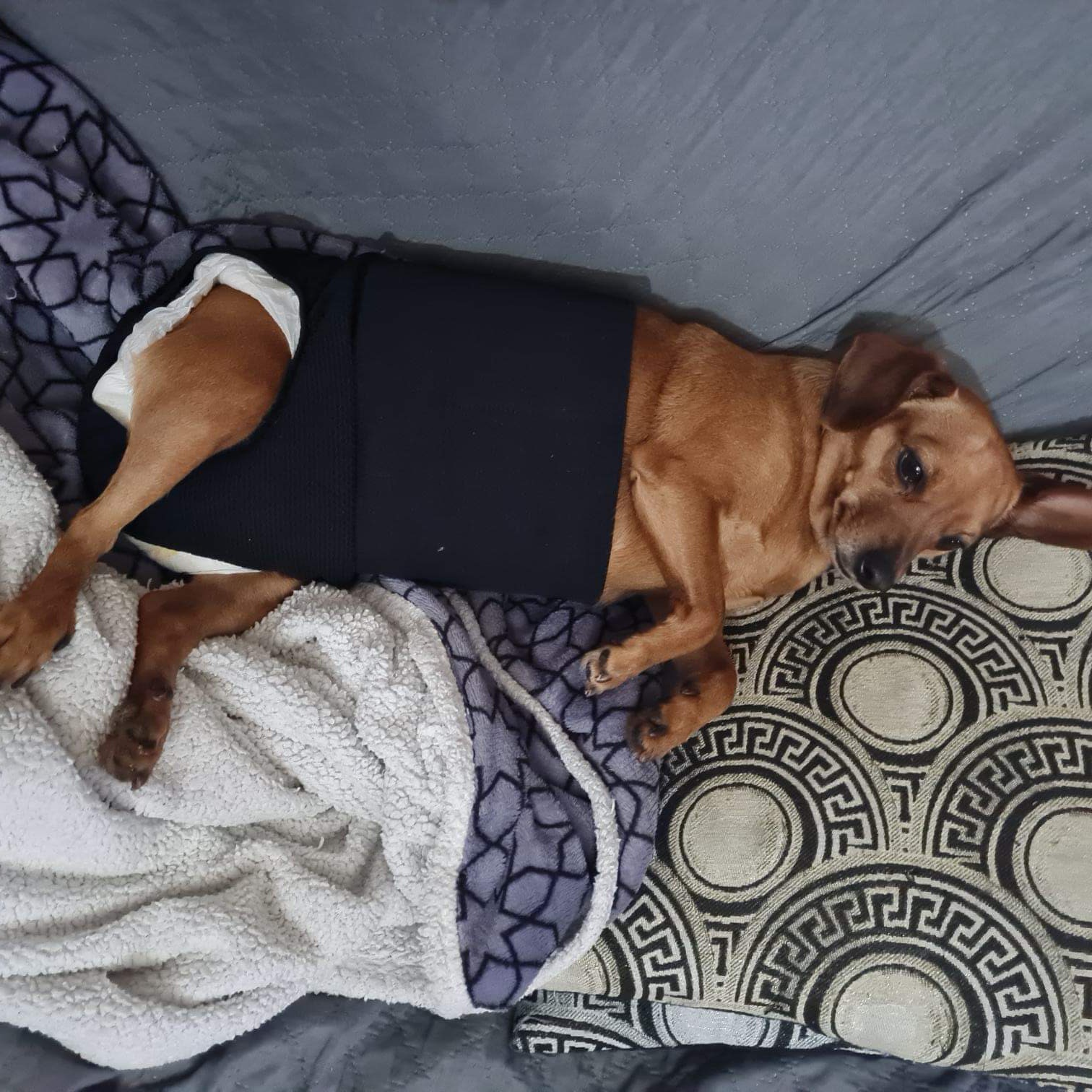 “Kyra ha bisogno di cure urgenti, aperta una raccolta fondi”