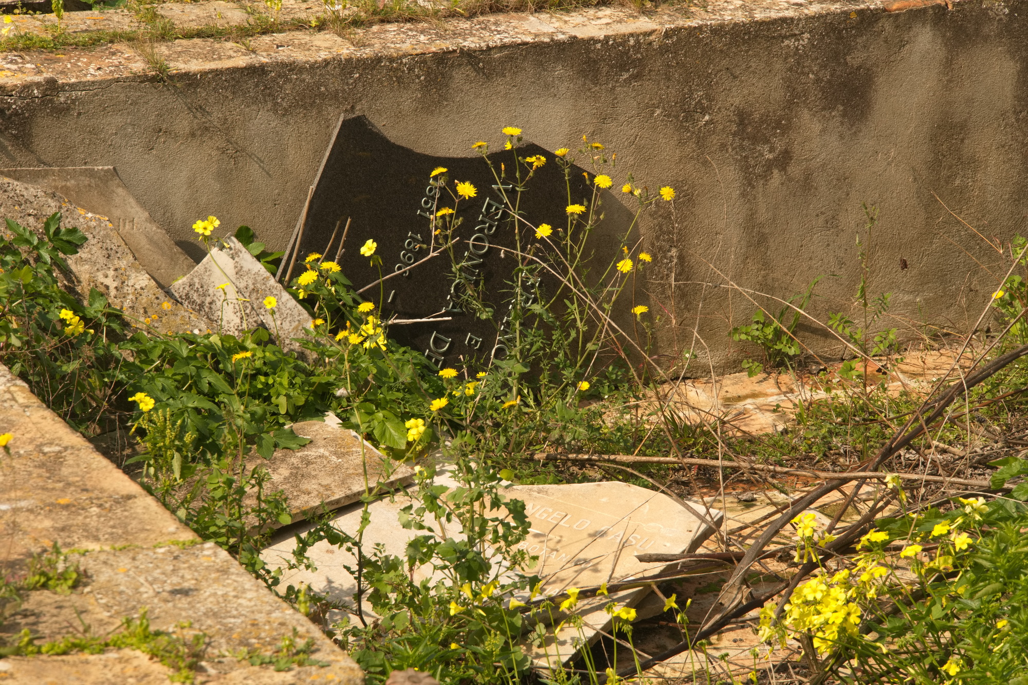 Degrado Cagliari, abbandonato fra le erbacce il cimitero monumentale di Bonaria