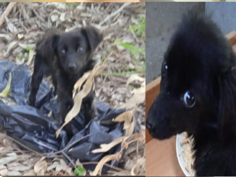 Orrore a Terralba: “Una cagnolina chiusa in una busta per farla morire”