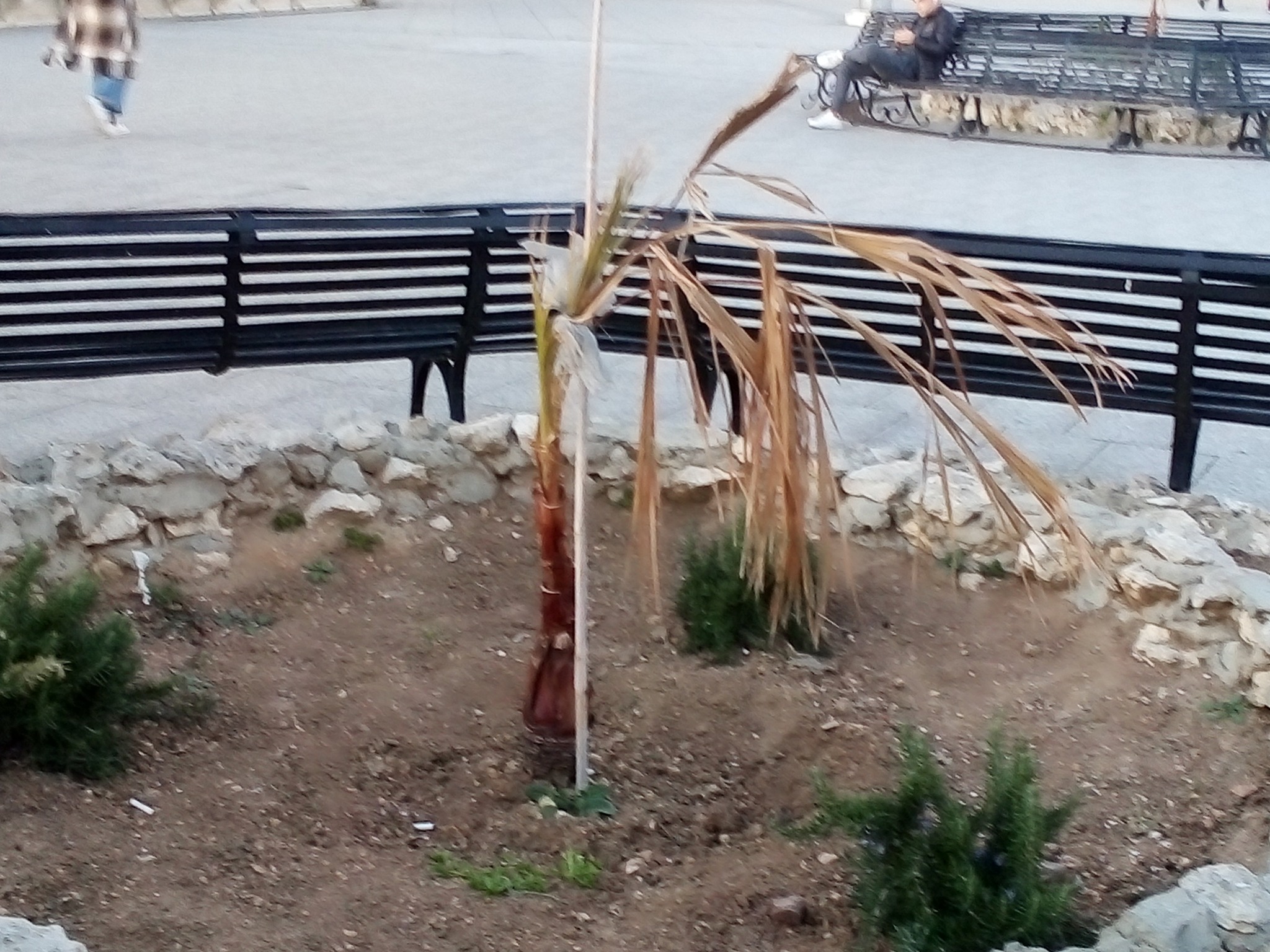 “Le giovani palmette del Bastione? Seccate e morte: ecco come la giunta Truzzu migliora il verde a Cagliari”