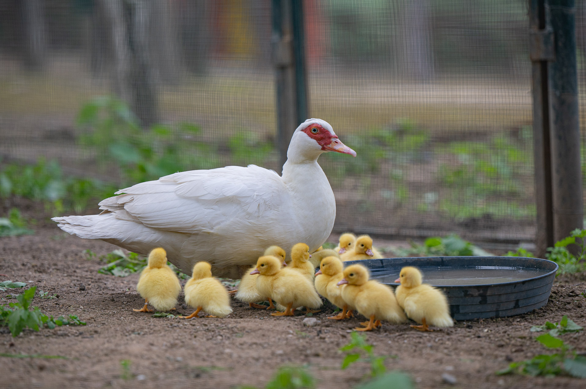 Cagliari, dopo l’incubo aviaria ritorna la vita a Monte Urpinu: 27 nuovi anatroccoli