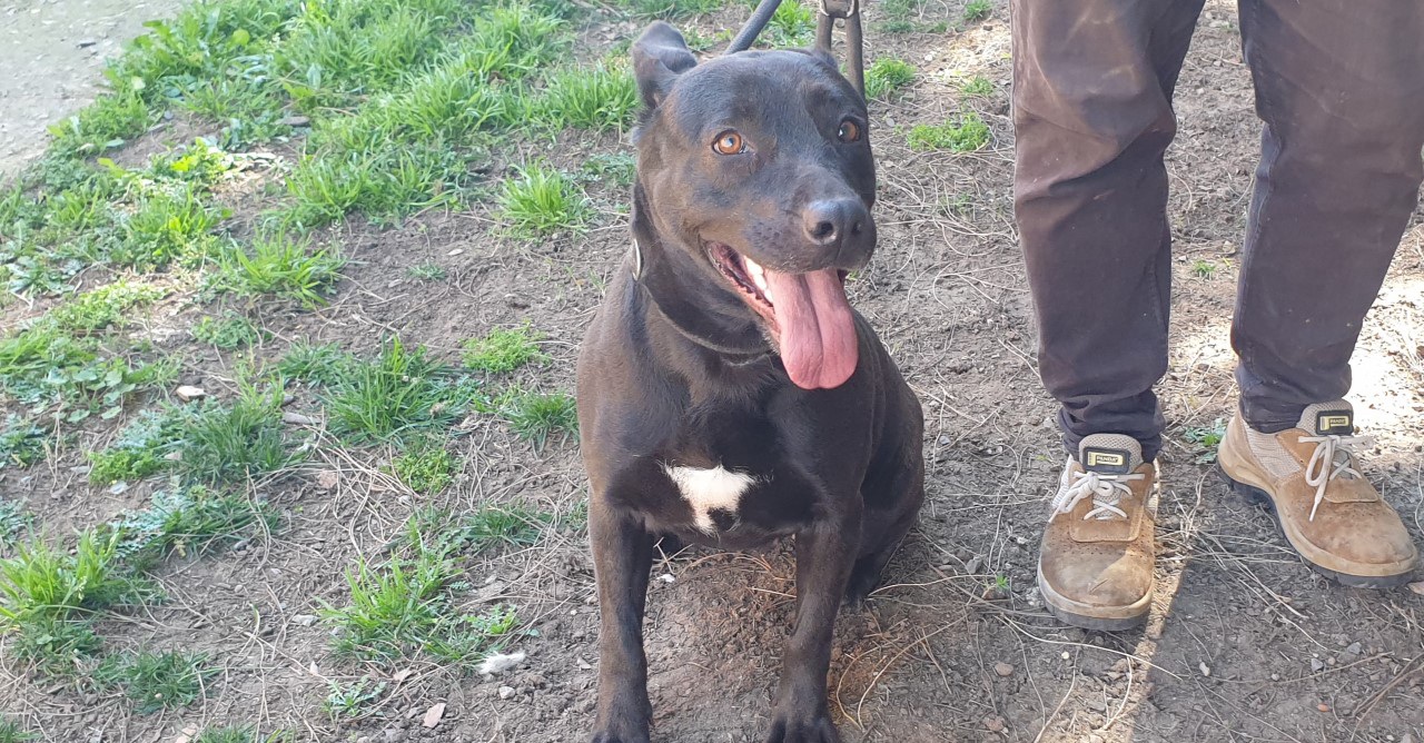 Abbandonata e ora ospite del canile di Cagliari, Ebony aspetta una vera famiglia