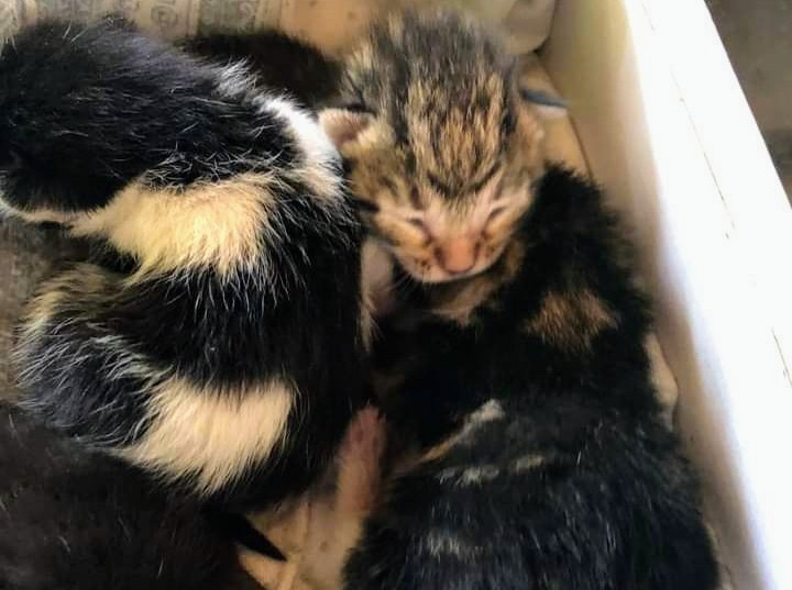 Monserrato, gattini di pochi giorni abbandonati dentro una scatola